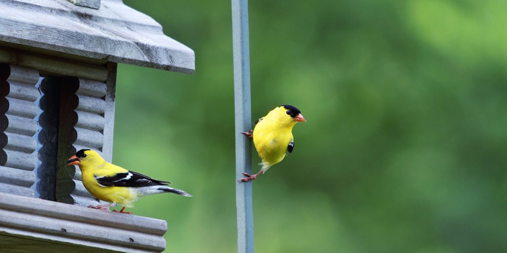American Finches