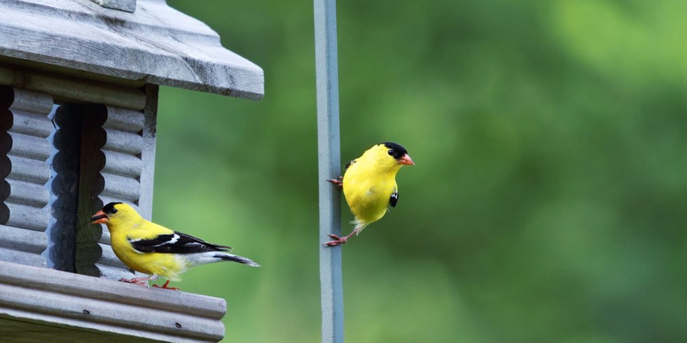 Best Finch Bird Feeders