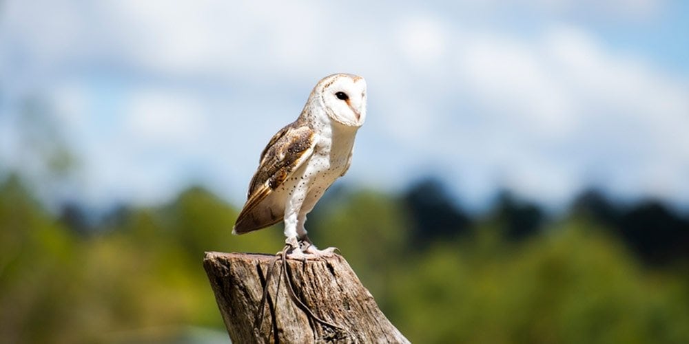 Barn Owl Standing