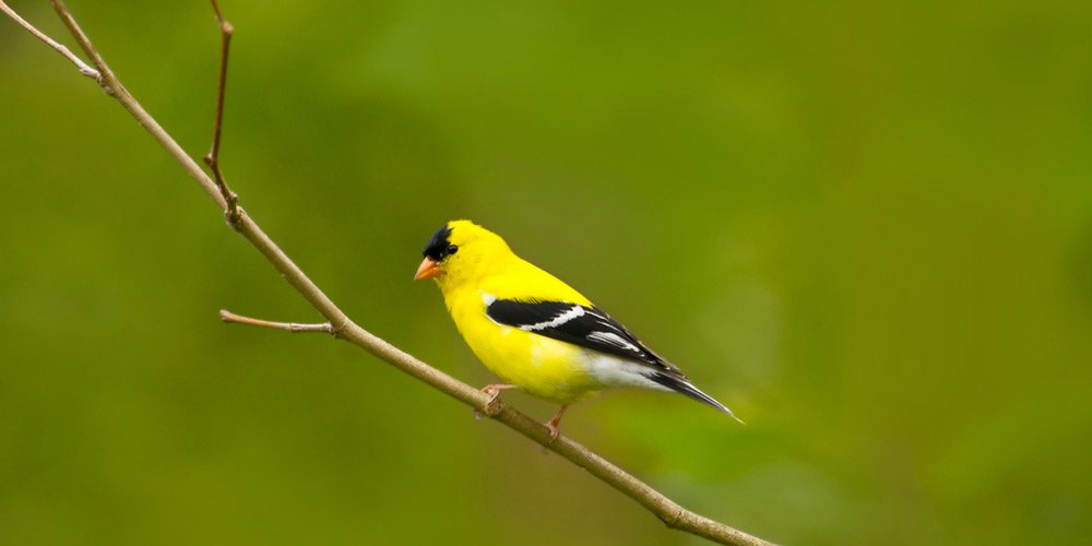 Stokes Thistle Tube Bird Feeder with Six Feeding Ports,Yellow,1.6lb Capacity 
