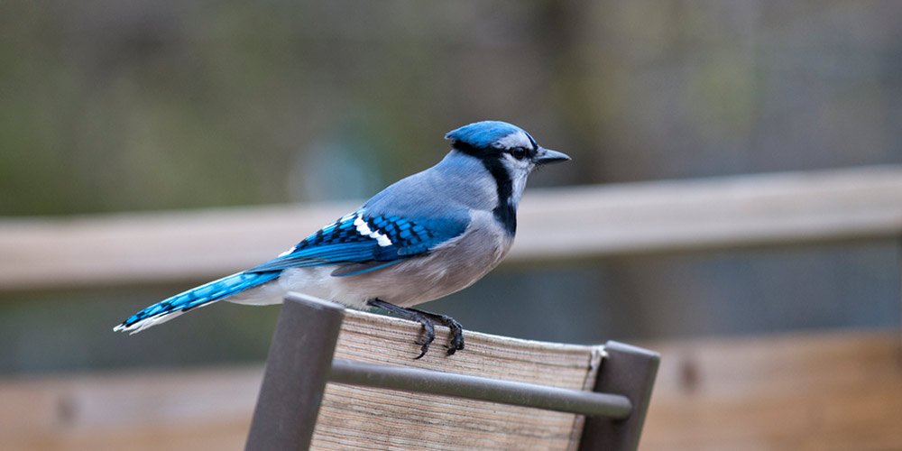 Blue Jay In Backyard