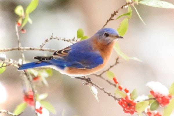 Bluebird