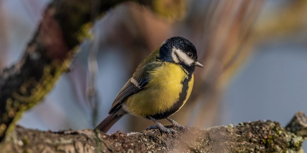 Chickadees Bird Feeders