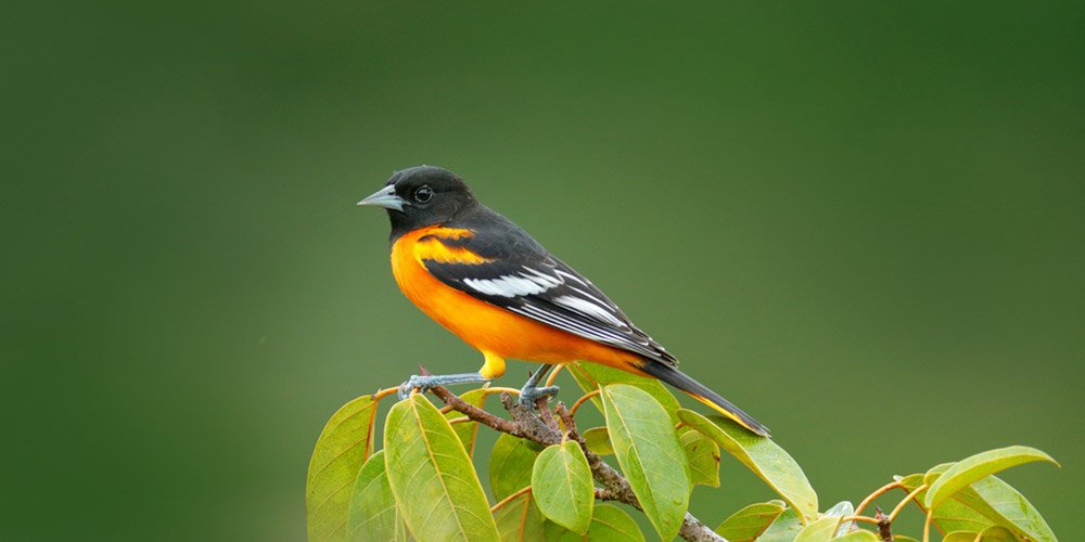 Best Oriole Bird Feeders To Attract Orioles