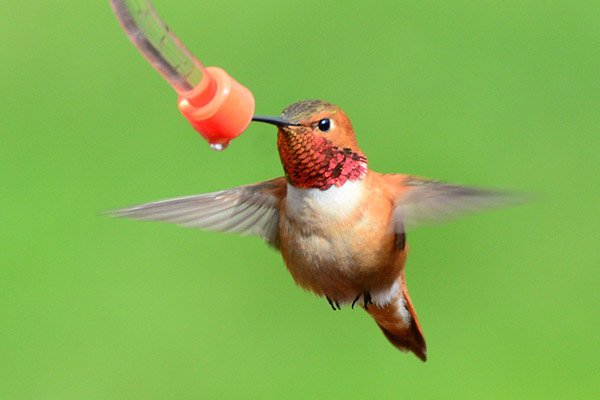 Rufous Hummingbirds