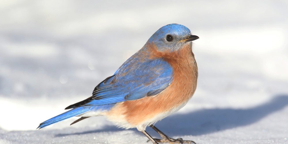 best bluebird feeders