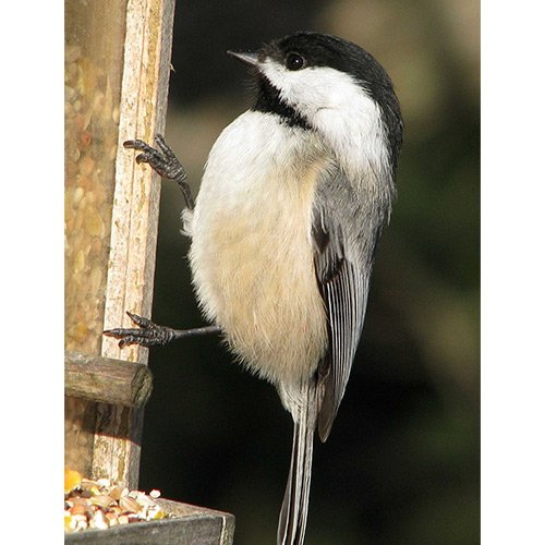 black-capped chickadee