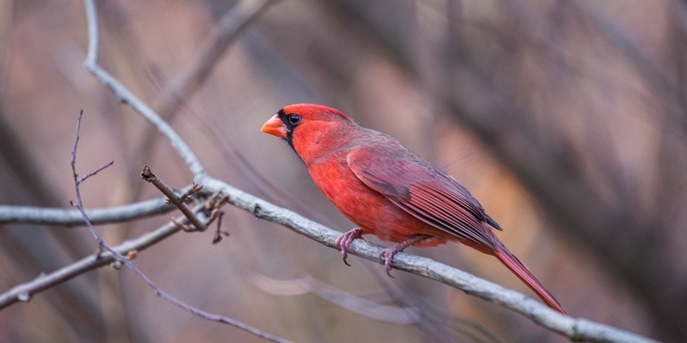 Best Cardinal Bird Feeders - Cardinal on a branch