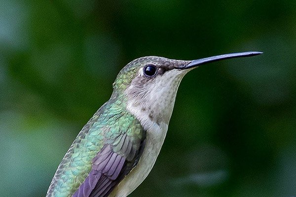 hummingbird bill up close