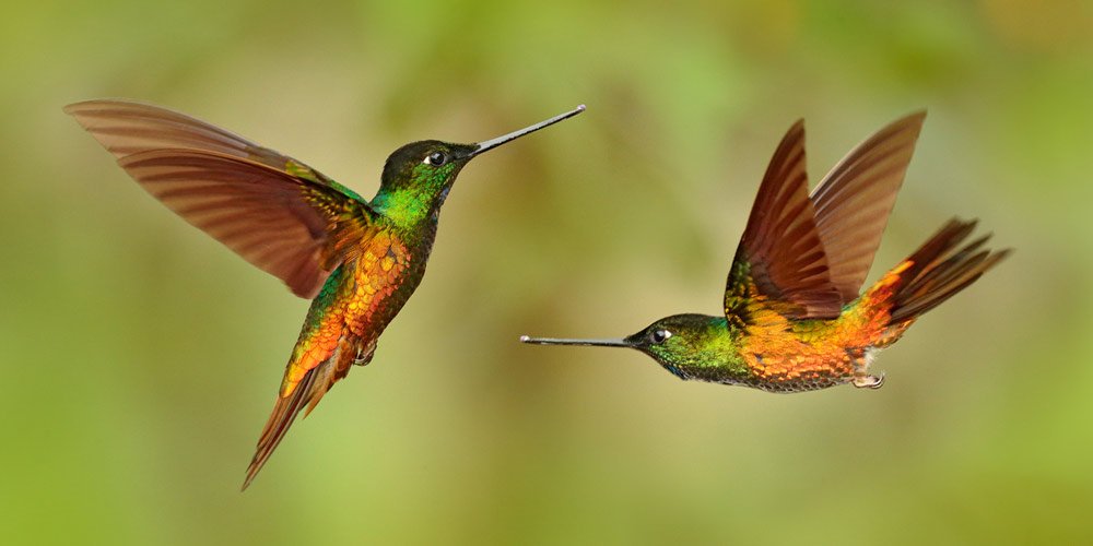 hummingbird pair