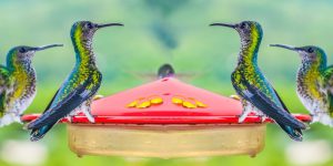 hummingbirds on feeder