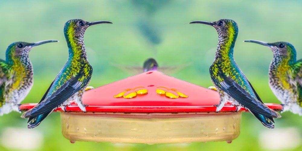 Best Hummingbird Feeders of 2022: A Buyer’s Guide