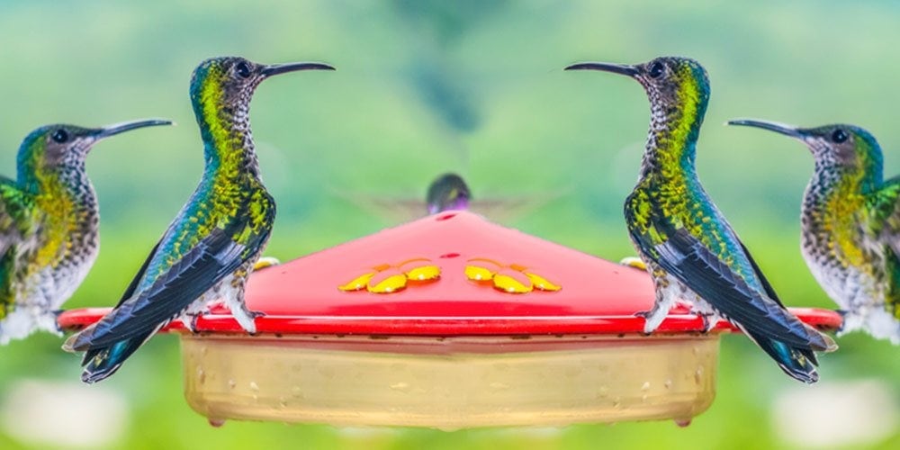 hummingbirds on feeder