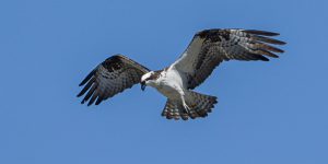osprey hovering - osprey live cam
