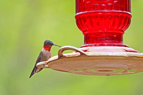 ruby-throated hummingbird