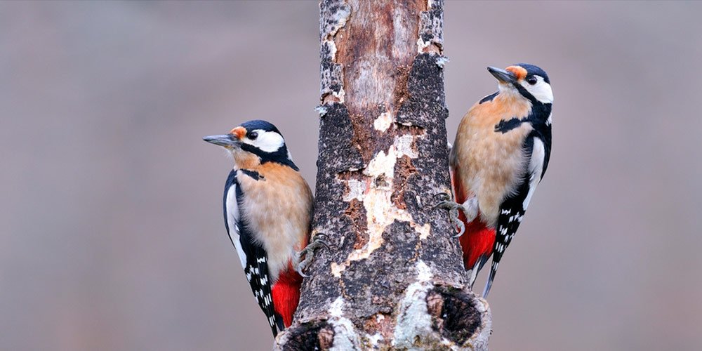 woodpeckers