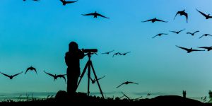 Man birdwatching with a spotting scope