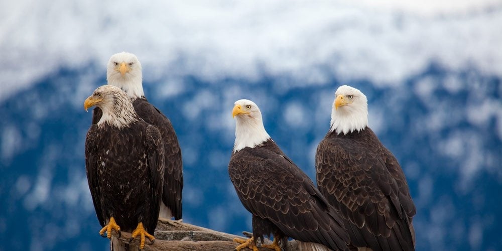 Live Eagle Cams: Watch Eagles 24/7 With These 2024 Live Streams