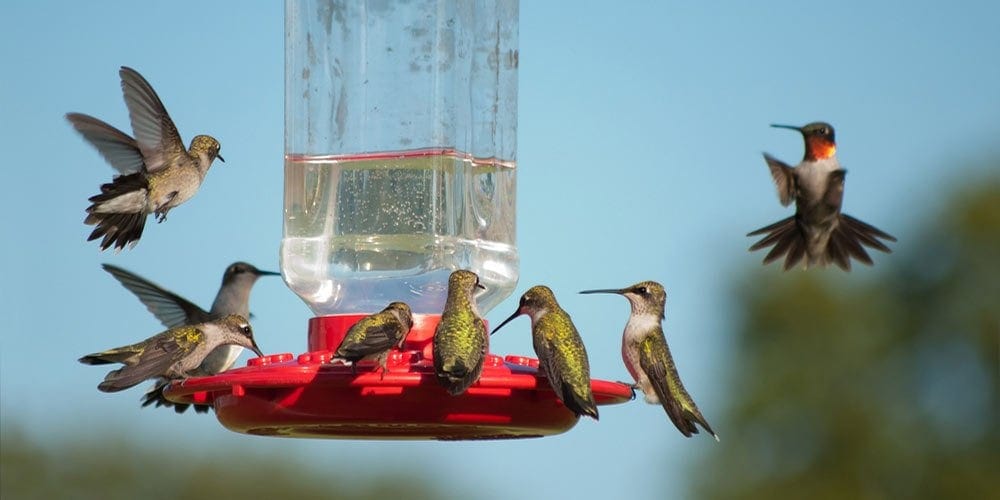 Where to Hang a Hummingbird Feeder