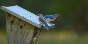 best bluebird houses