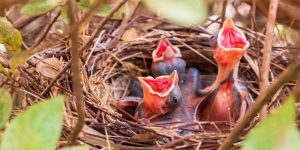 best cardinal birdhouses