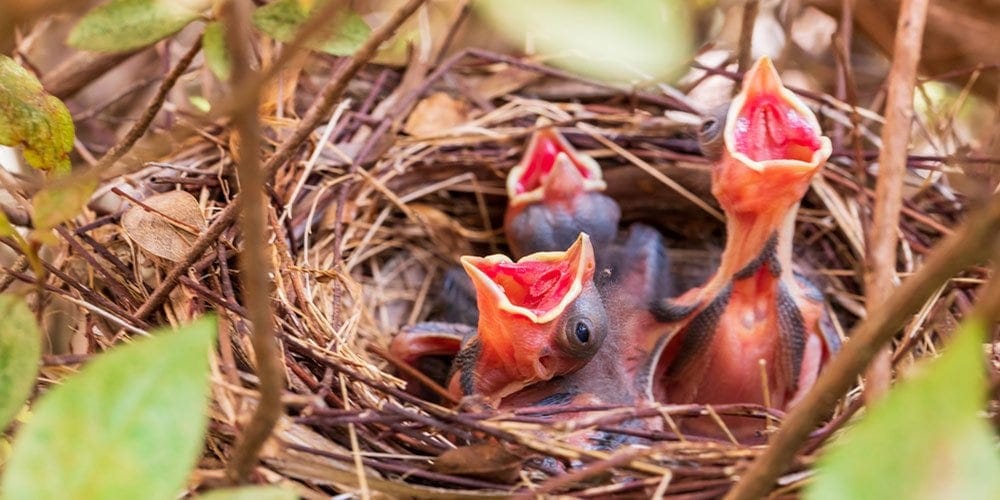 Best Cardinal Birdhouses