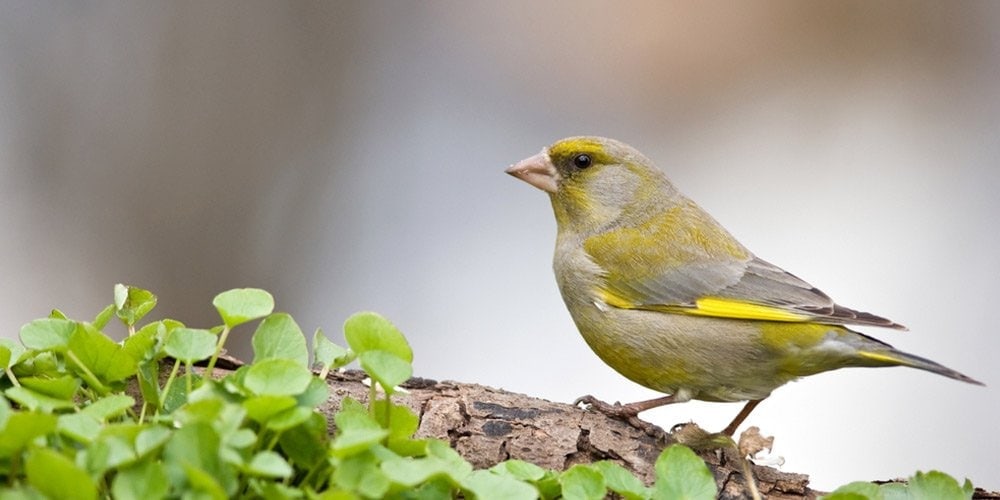 finch in nature - loking for the best finch birdhouses