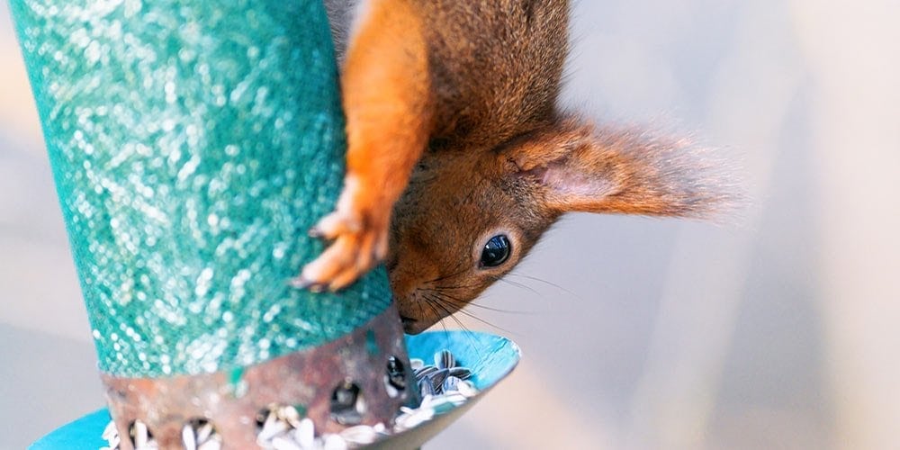 how to squirrel proof bird feeder