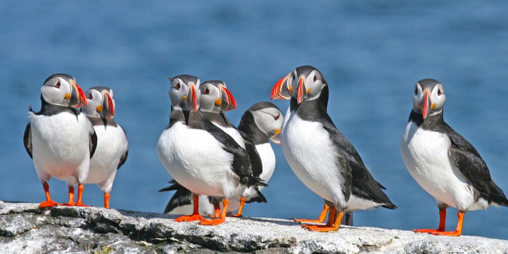 Live Puffin Cam: Live Streaming Cameras