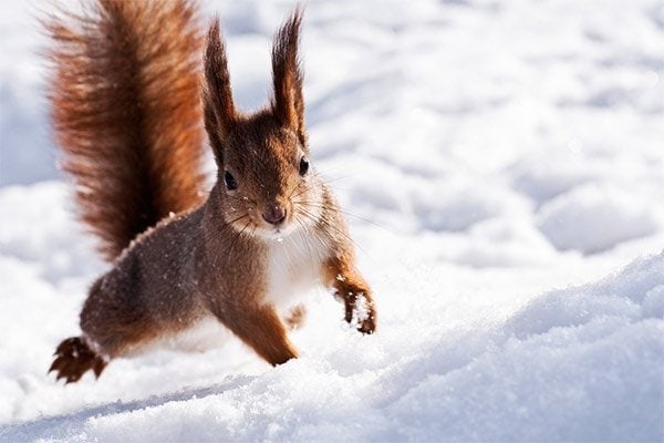 squirrel proofing bird feeders