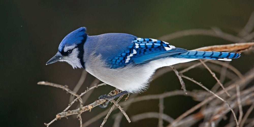 Blue Jays Birdwatching Facts Blue Jays Birds Birdinformer Com