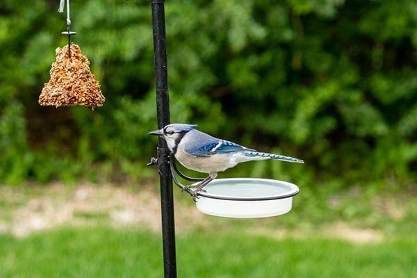 Blue Jays Birds