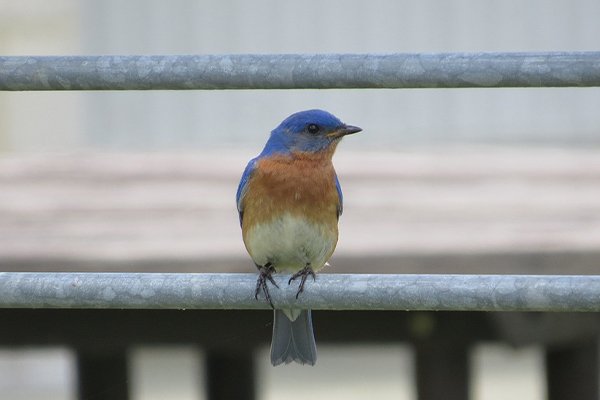 Bluebird perched