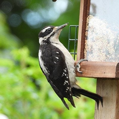 Downy Woodpecker