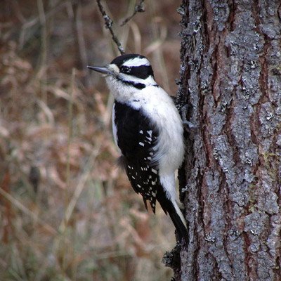 Hairy Woodpecker