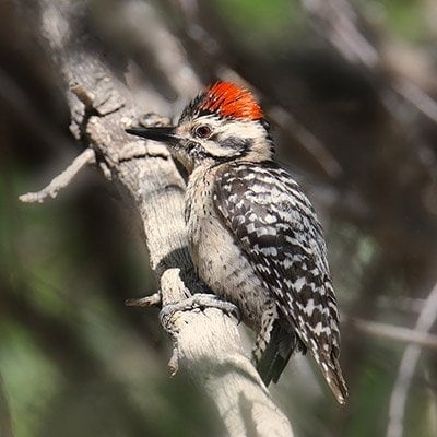 Ladder-Backed Woodpecker