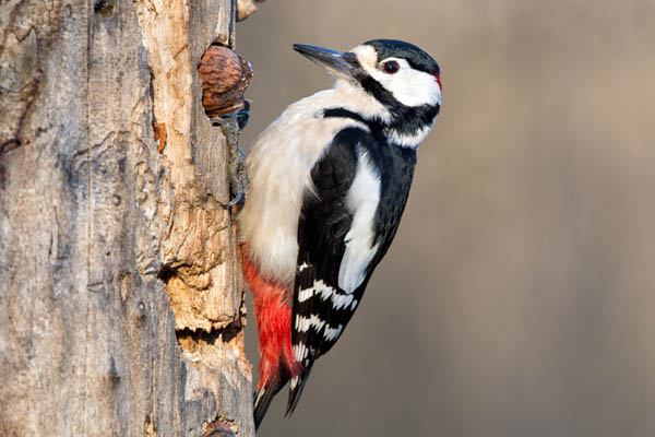 Male Red-Bellied Woodpecker