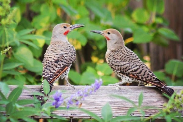 Northern Flicker Woodpecker