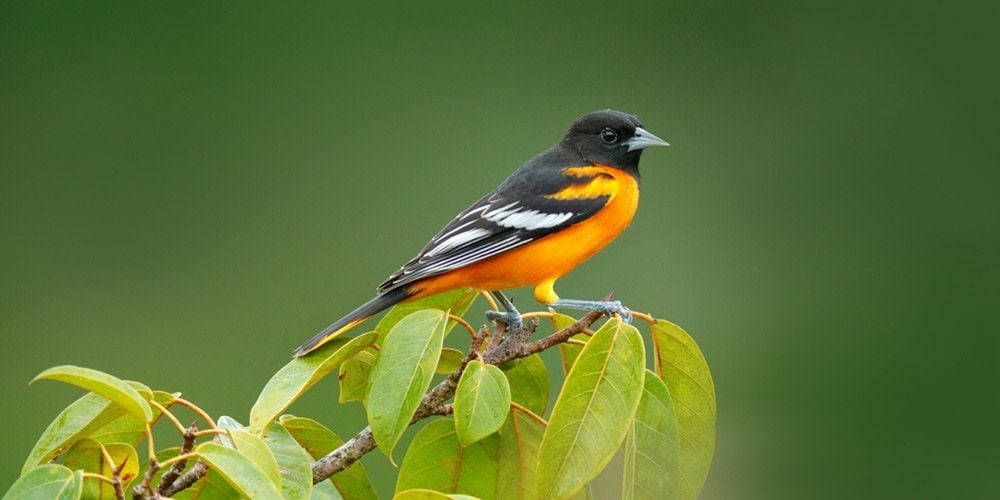 Orioles Birds Information