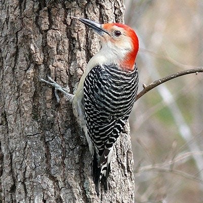 Red-Bellied Woodpecker