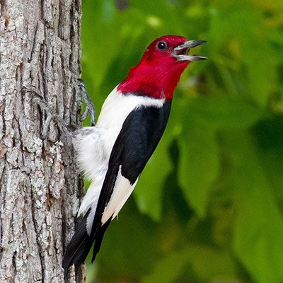 Red-Headed Woodpecker