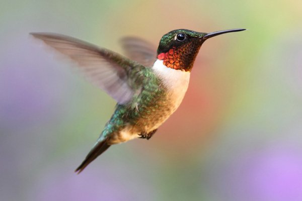 Ruby-throated Hummingbird In Flight