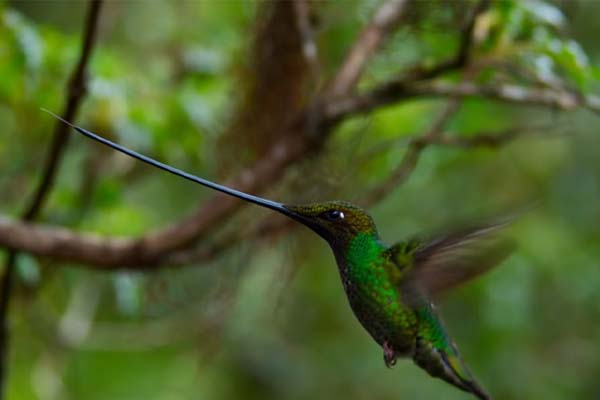 Sword-Billed Hummingbird and long beak in flight