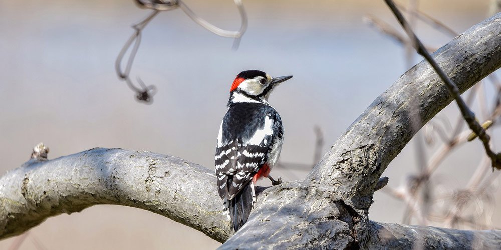 Woodpeckers: Bird Watching Guide, Facts, Identifying & More