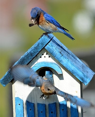 bluebird birdhouse