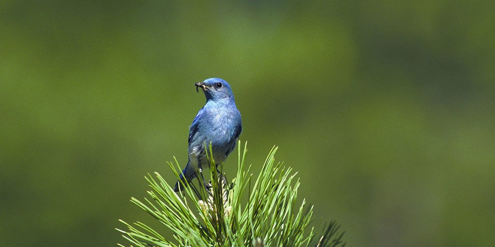 Bluebirds
