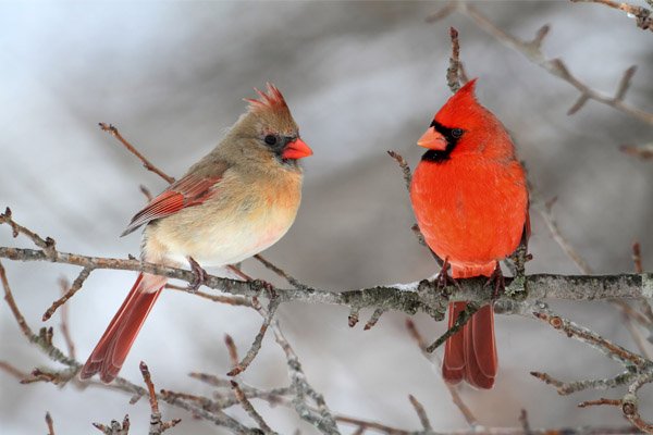 cardinal pair in the snow