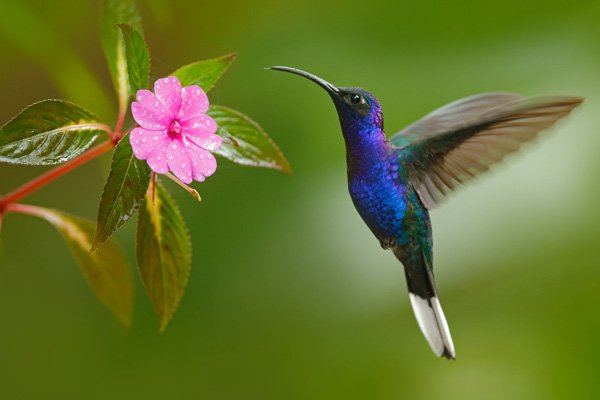 hummingbird eating nectar