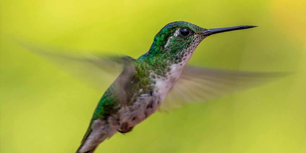 Hummingbirds: Bird Watching Guide, Facts, Identifying & More