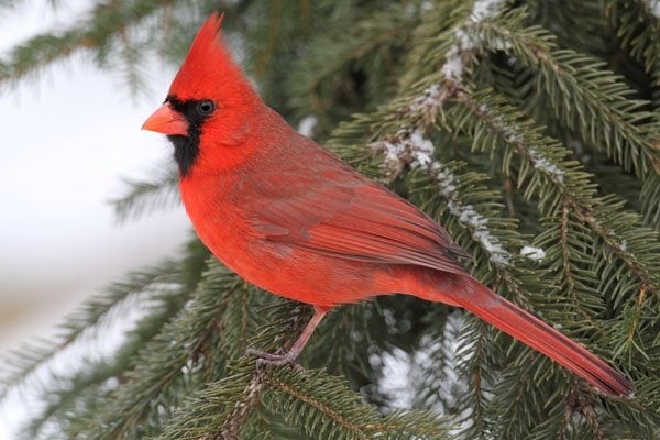 male northern cardinal